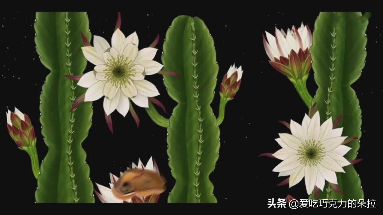 终于懂了古人为何如此爱花,古人为什么以花喻人