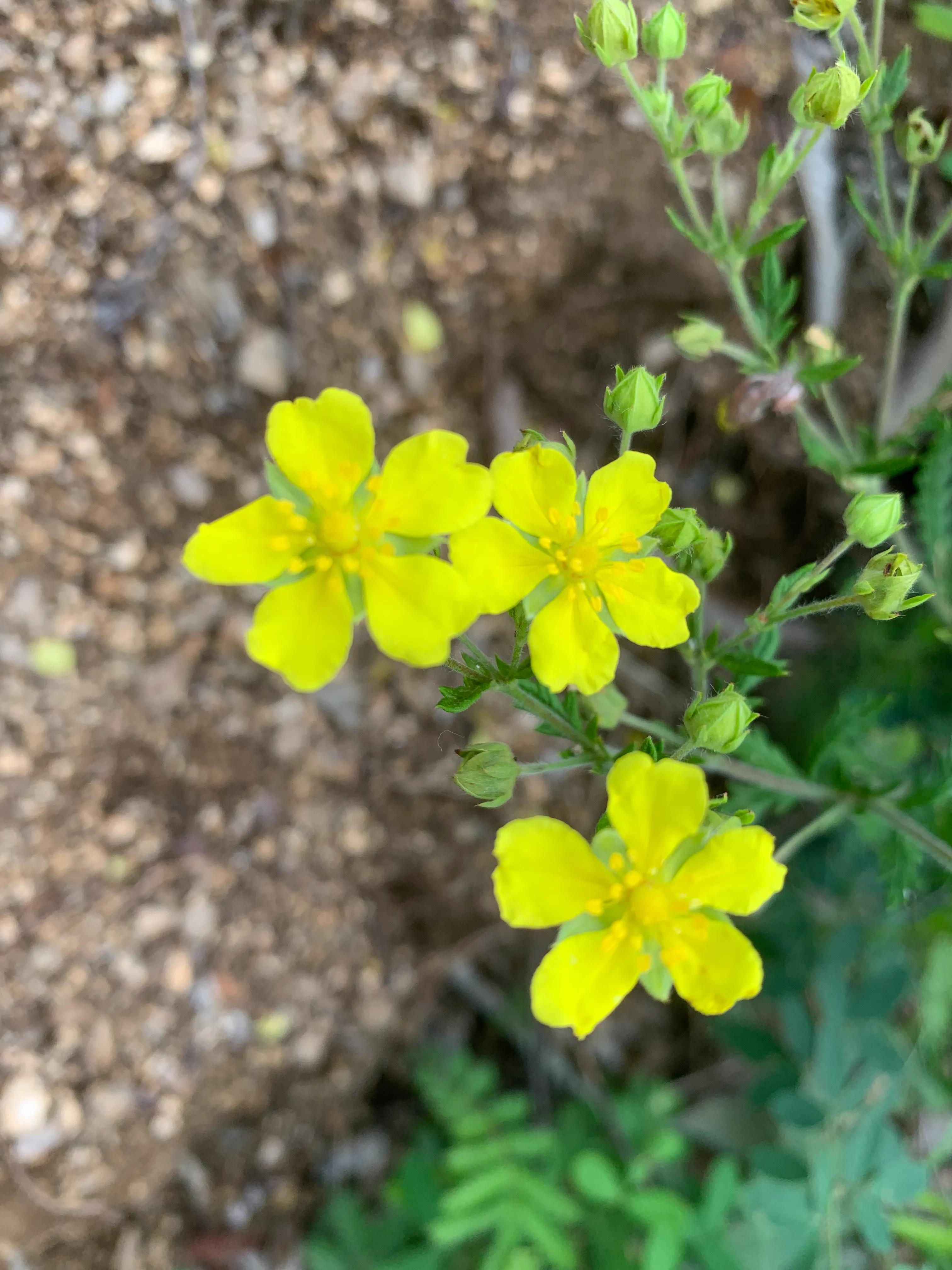 一朵花的守候——七峪沟纪行