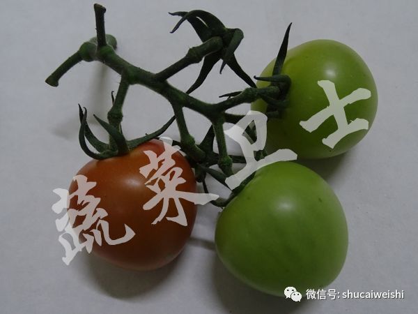 番茄褪绿病毒怎么防治,番茄褪绿病毒要不要灌根