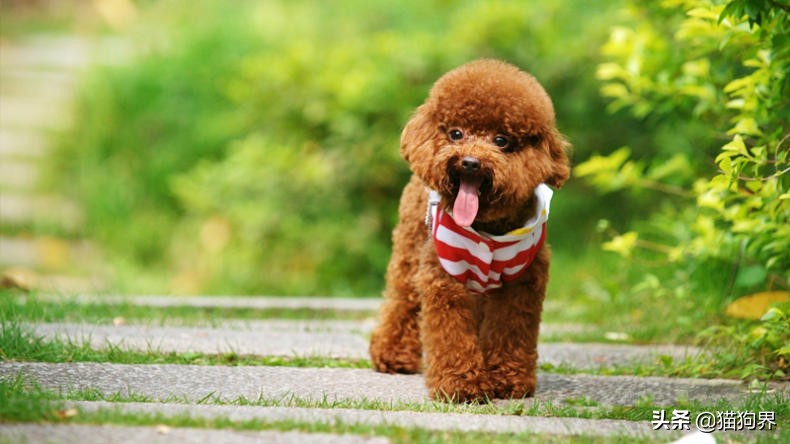 泰迪为什么那么惹人讨厌,为什么讨厌泰迪