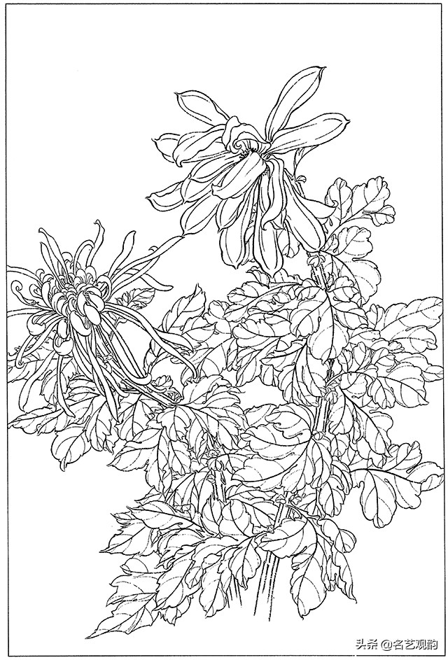 工笔画白描花卉图片大全,工笔画线描花卉菊花