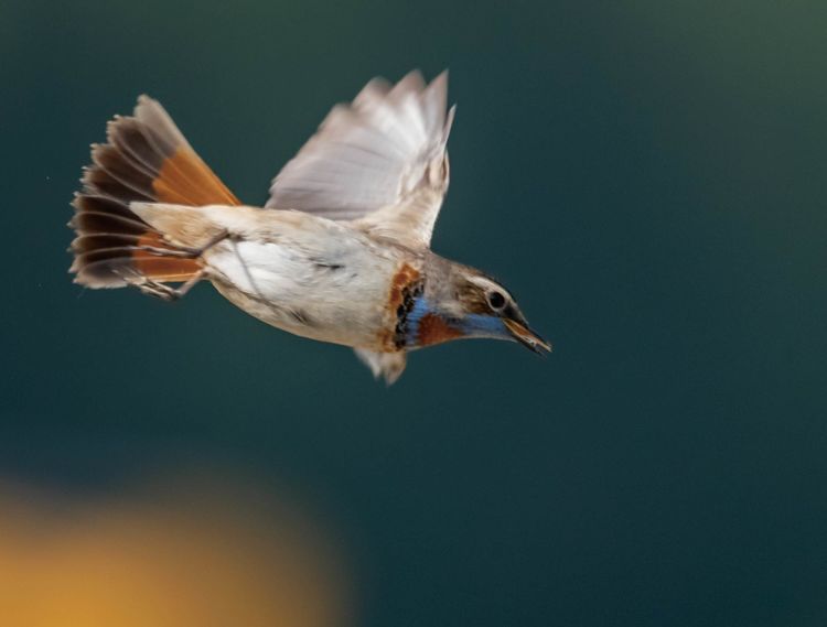 情人岛拍摄地点,情人岛航拍视频