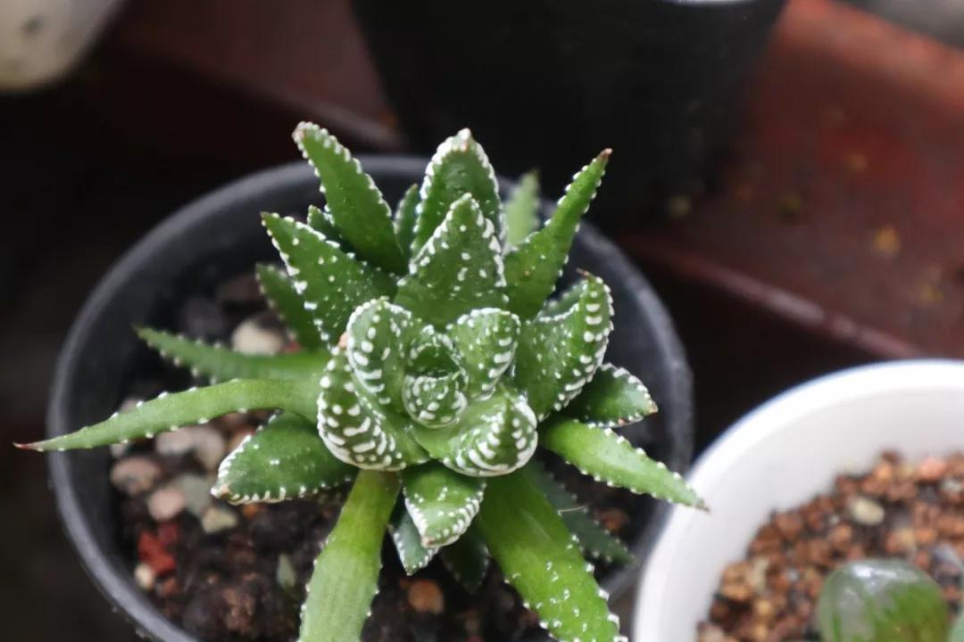 适合南方比较好养的12款多肉,养一年就开花的多肉品种