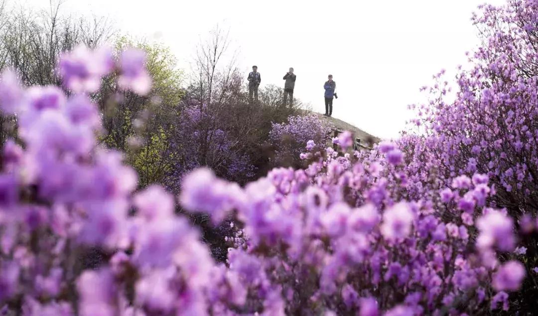 天津除了桃花堤哪里还有桃花,天津看桃花的北运河桃花堤
