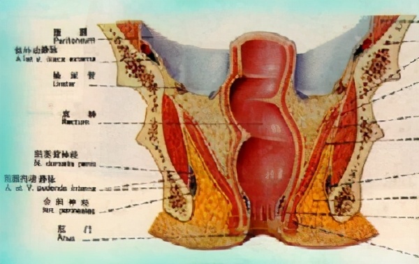 最新的中医肛肠科常见病诊疗指南,肛肠科中医适宜技术有哪些
