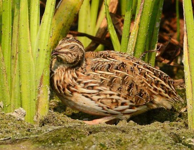 十大适合商业养殖的动物,哪些动物利润大可以养殖