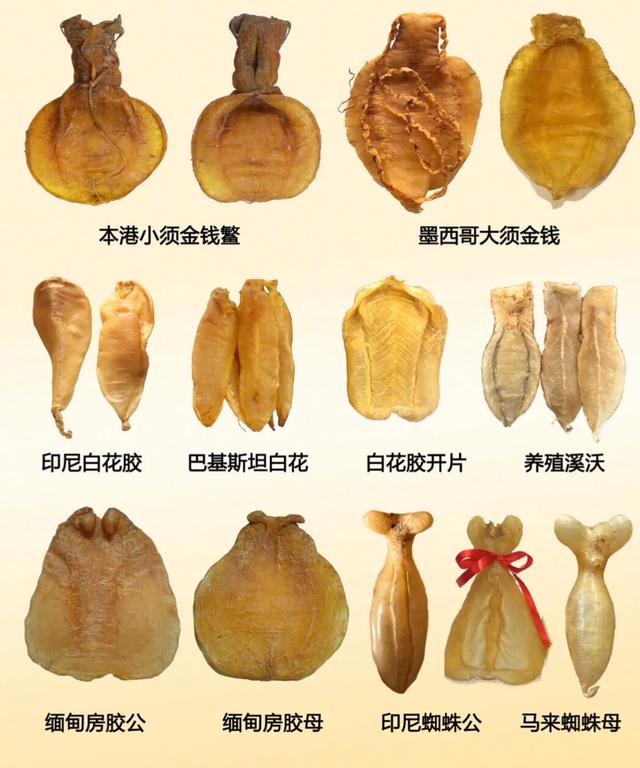 花胶专业鉴定,花胶燕窝正品鉴别图样