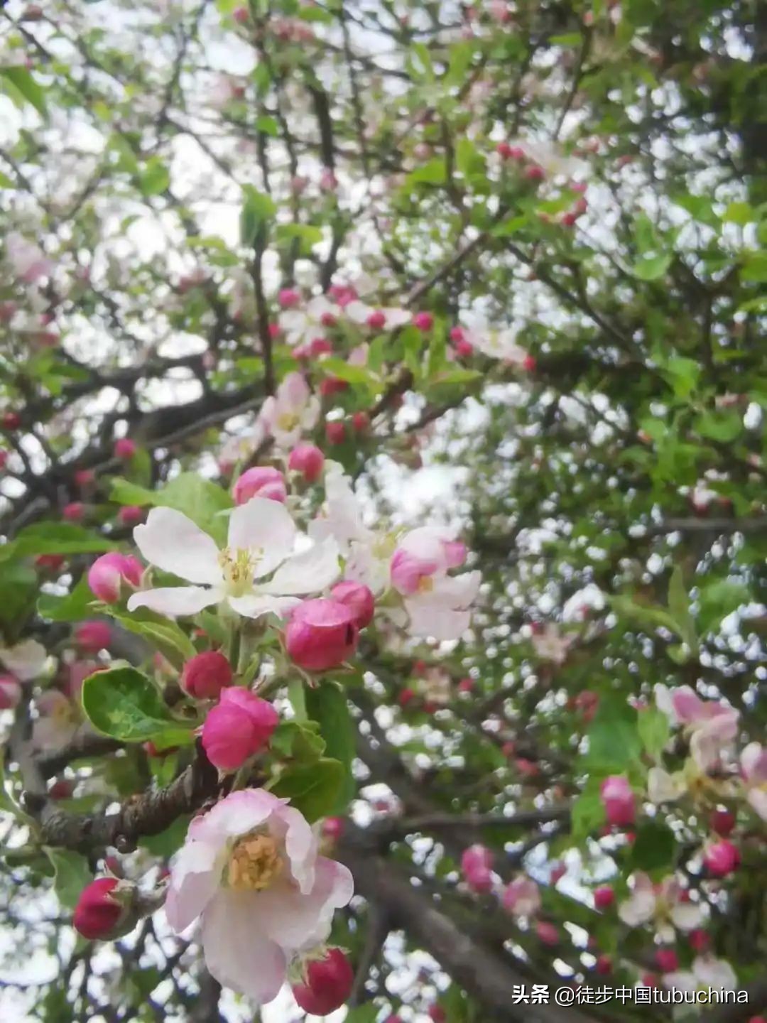 给我一个机会去爱你,给我一个机会让我去爱你