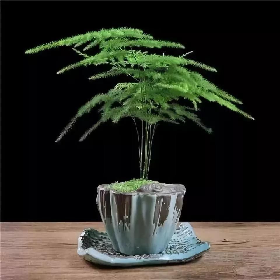 文竹叶片总发黄？做好这几点，轻松解决问题