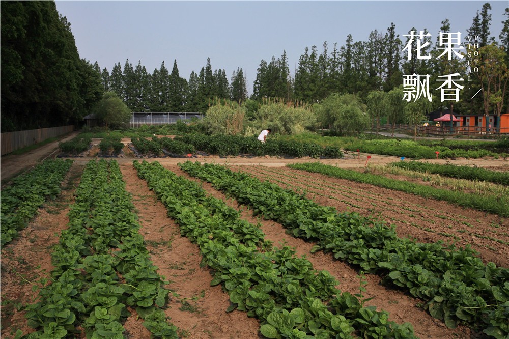 卖文化，卖创意，这家以柑橘为主题的农场好不正经