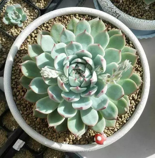 网购多肉服盆,多肉没服盆就到夏天了怎么办