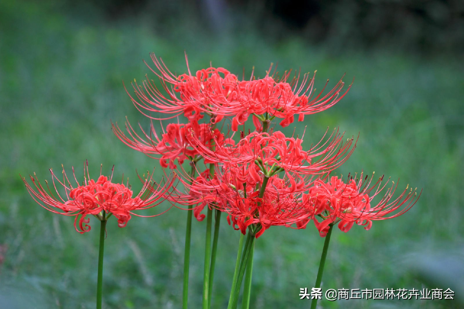 家里栽彼岸花吉利吗,家里养彼岸花好不好