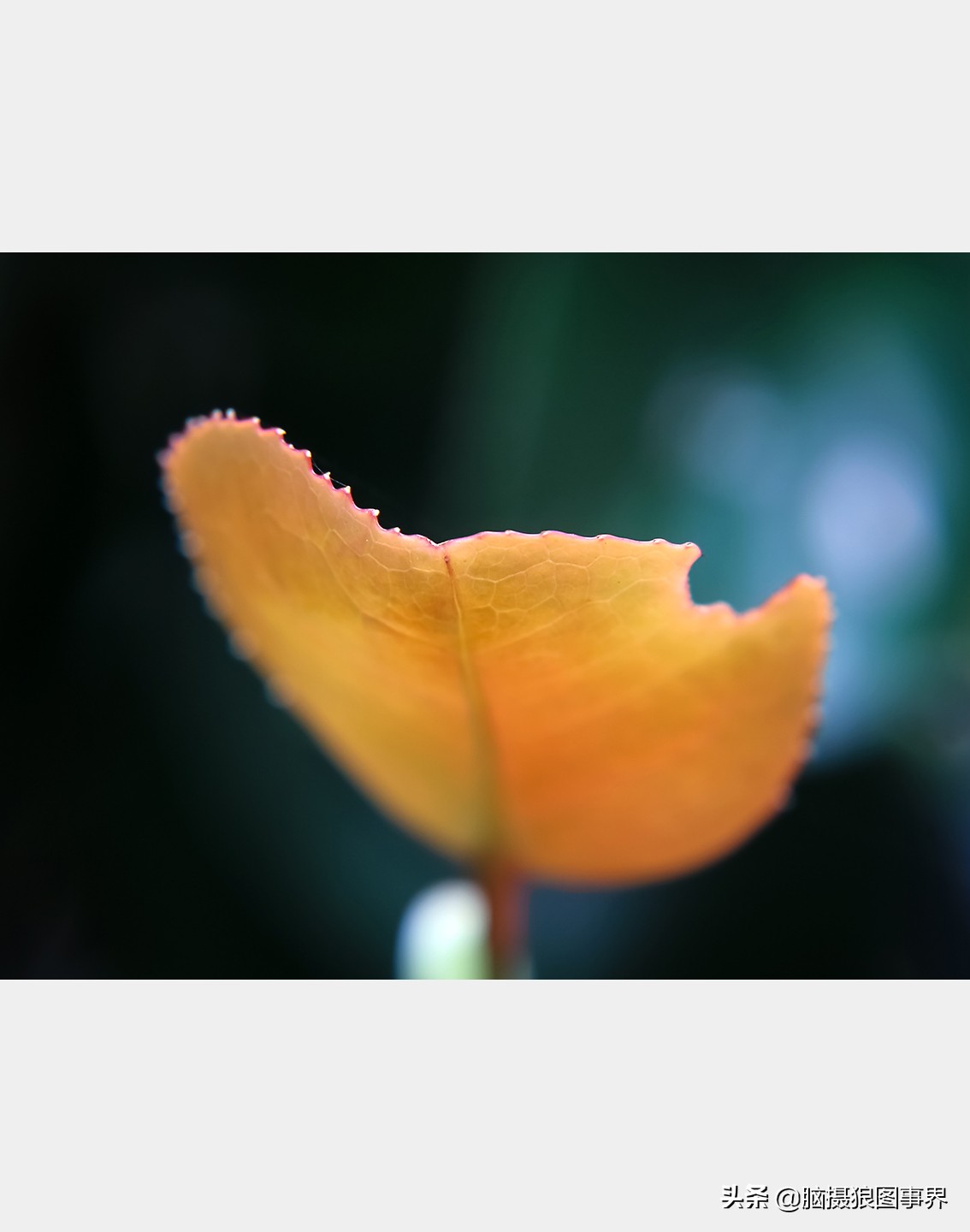 佳能rf24105f4和ef24105f4二代,佳能24105银圈镜头虚化效果