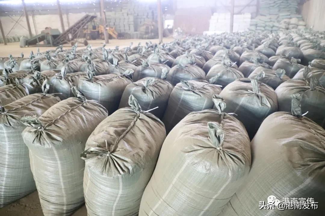 湛江镇：中药材成为群众致富金“药”匙