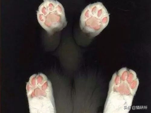 猫咪的脚丫子总是猫屎味 (为啥猫咪脚丫子臭)