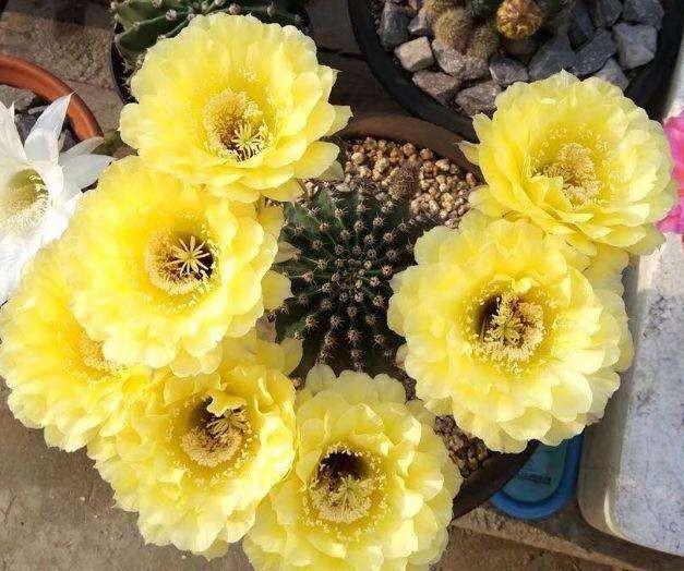 101仙人球,101个仙人球品种