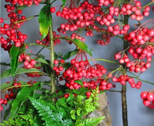 7种象征吉祥好运花,什么花好看又好养寓意好