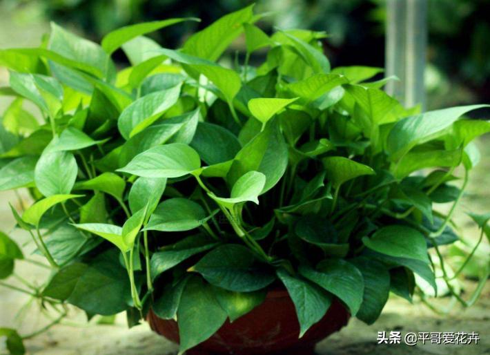 鐜嬪ぇ濡堝吇缁胯悵缁忛獙,鍚村ぇ濡堝吇缁胯悵鏂规硶