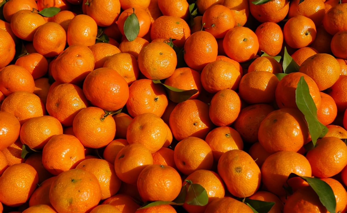 砂糖橘有假的么,砂糖橘好与坏的区别