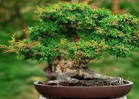 榆树盆景用的榆树是什么品种,小榆树盆景设计100种形态