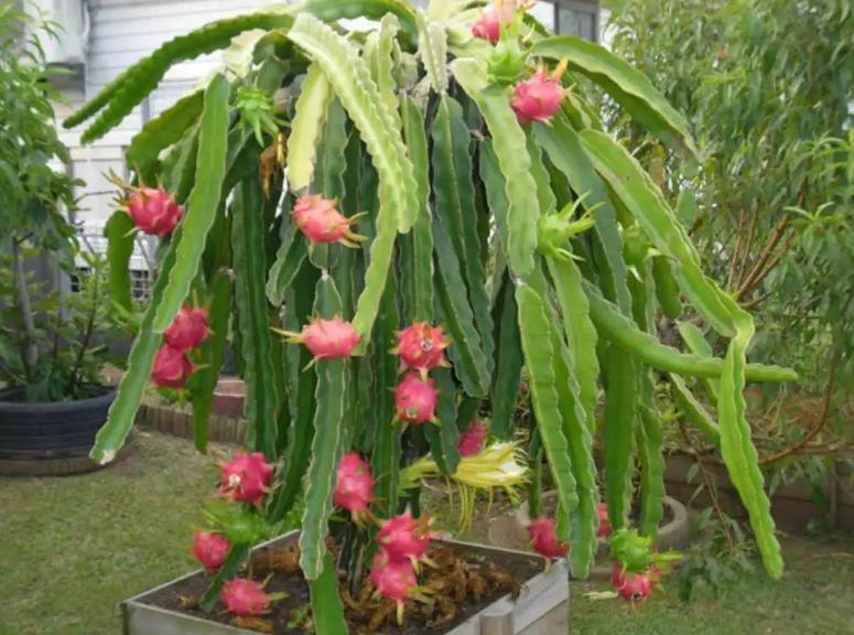 买火龙果要掰刺吗,火龙果怎么买才不会甜