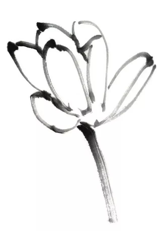 白描荷花100幅画法,荷花的画法白描图