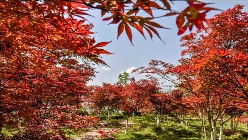 农家乐重庆附近推荐,重庆周末农家乐