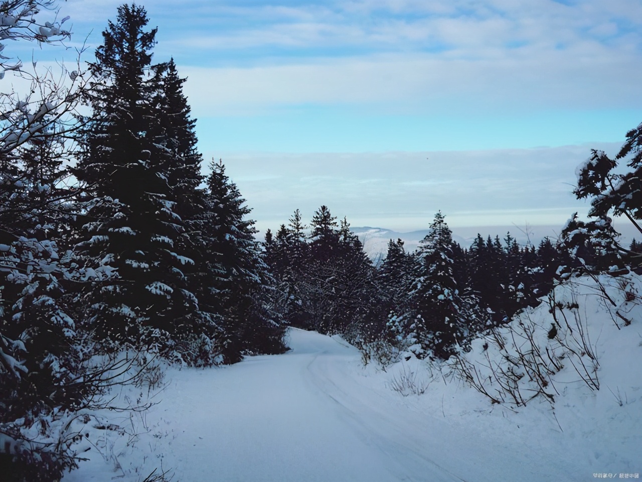 笔直的松树，为什么是坚强的象征？这三首诗词道出了原因