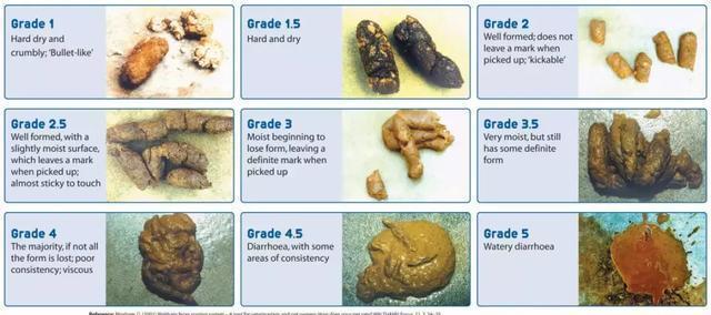 狗便便属于什么垃圾,狗大便前有什么征兆