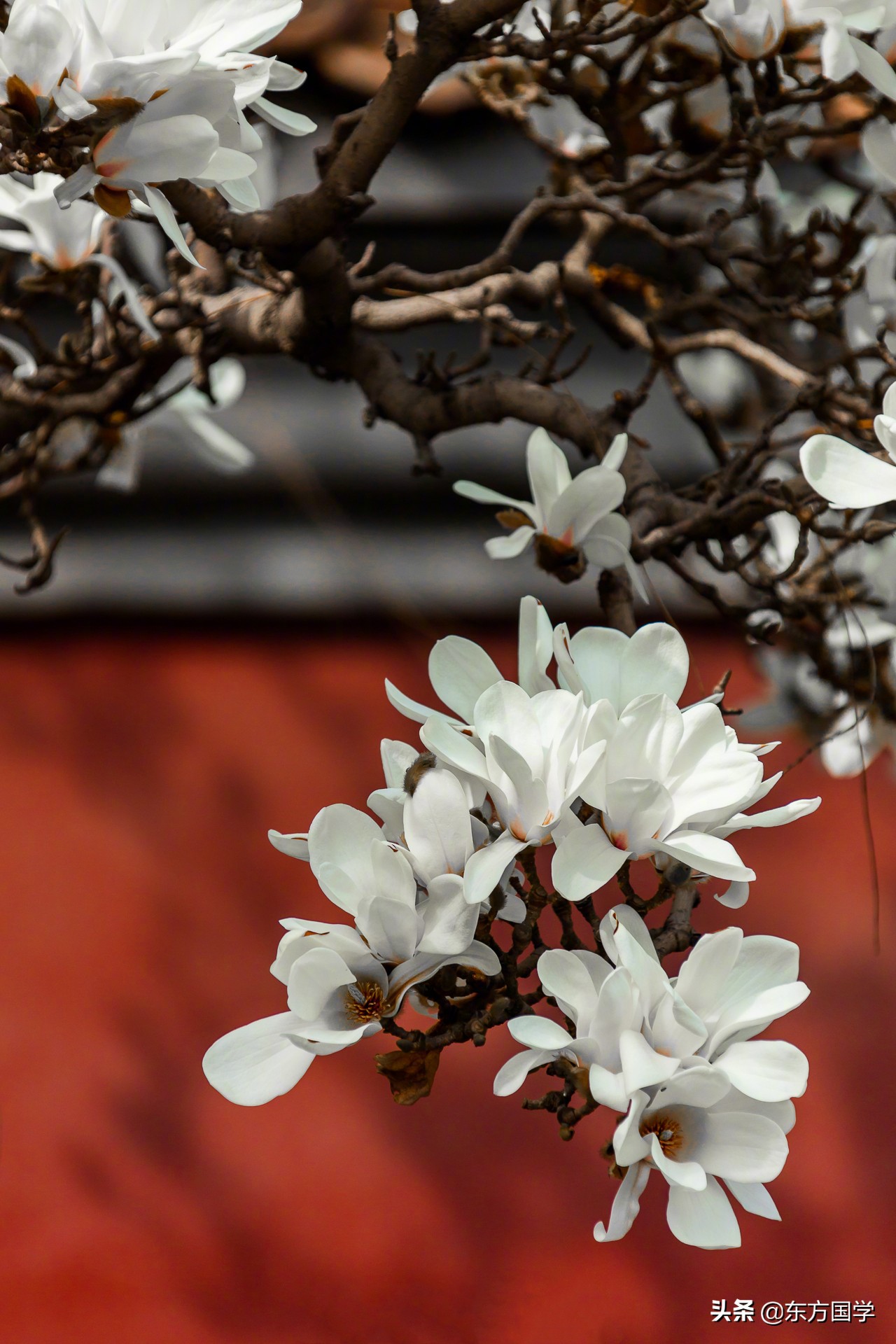 @所有人，周末一起赏玉兰，五处北京玉兰美景