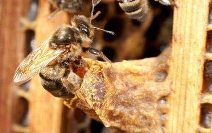 介入王台换王应注意什么,王台封盖几天可以开始介台