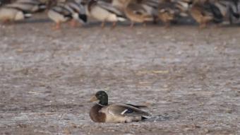 飞得最快的游隼，破解了航空史上的气流分离难题