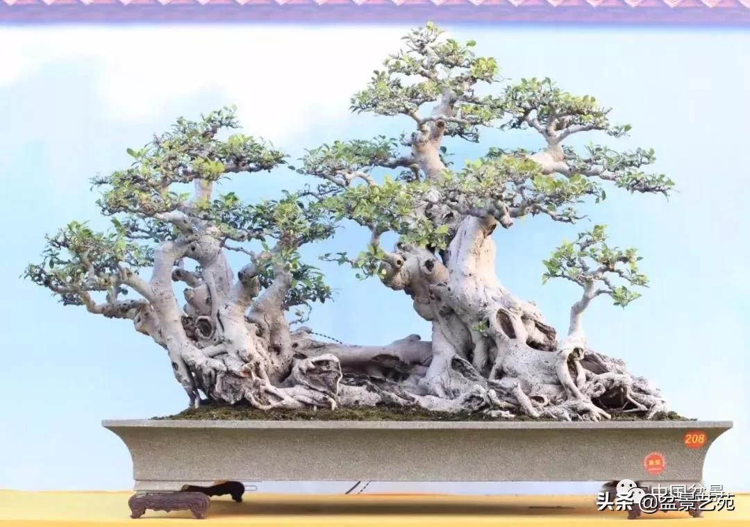 玩盆景必备栽种知识,观赏盆景的意境