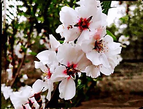 疆果福巴旦木,疆果儿酸奶巴旦木