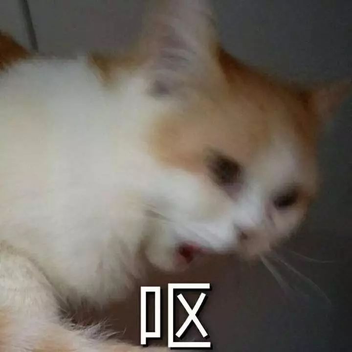 猫咪为什么拉肚子？找对原因就能轻松治愈