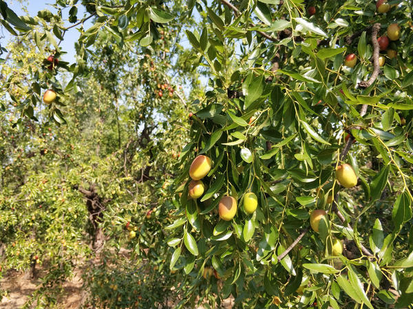 中国红枣之乡新郑,新郑市助力乡村振兴