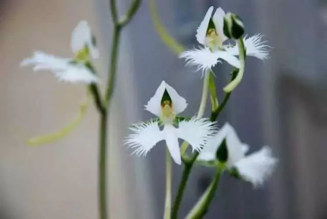 世界顶级奇花异卉,100种奇花异草图