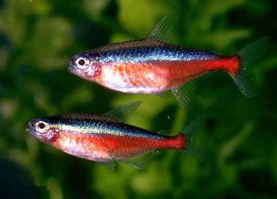 养观赏鱼小知识大全,养观赏鱼知识大全