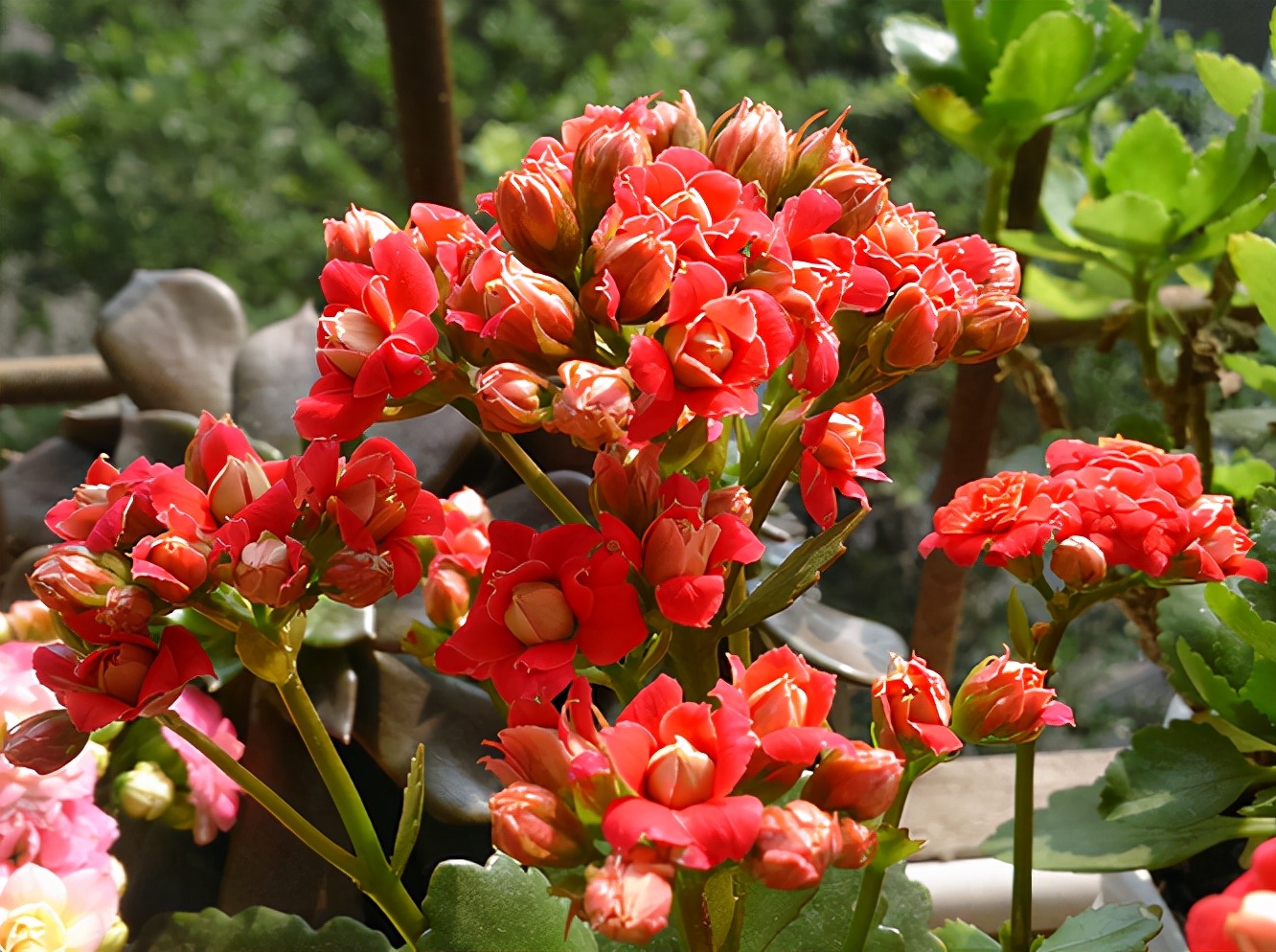 给人养殖什么花适合家养,什么花最好养又适合长期喝