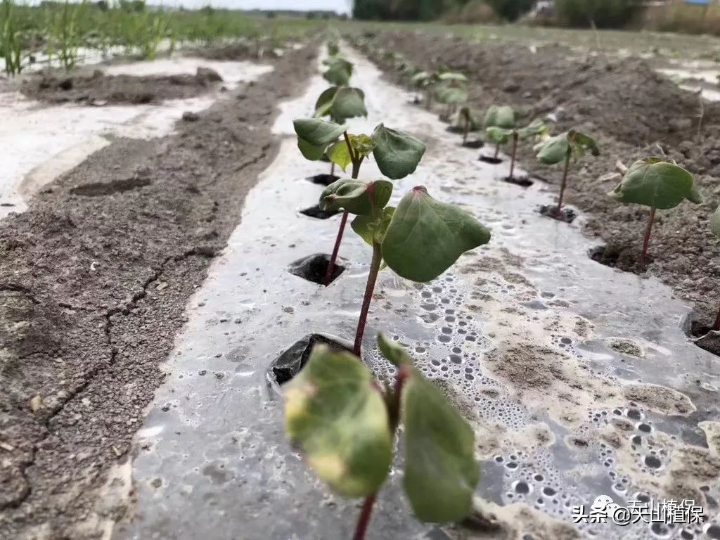 再谈小麦病虫害防活,再谈麦田除草