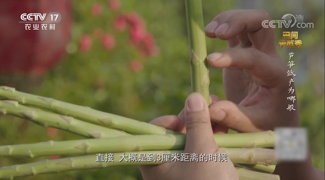 芦笋和竹笋的区别在哪,芦笋和笋有区别吗