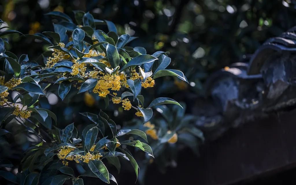 荔浦芋头蛋糕为什么火,荔浦芋头为什么煮了很久还是脆的