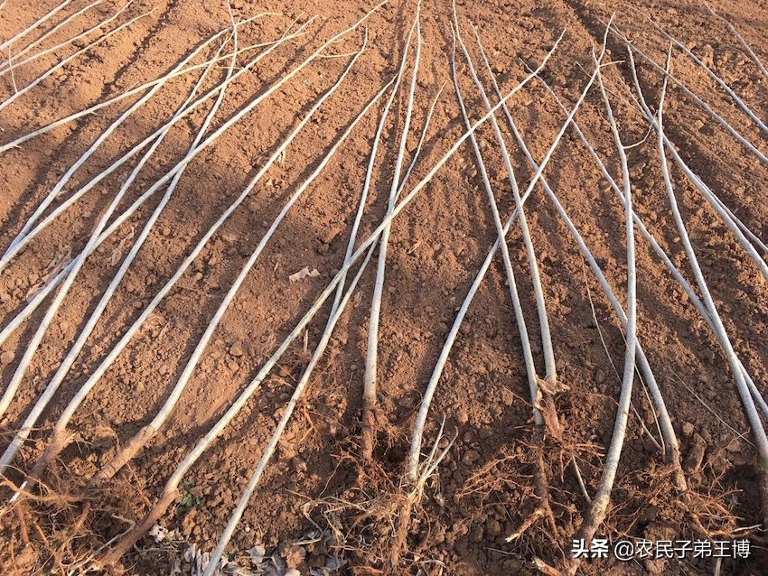 杨树栽深了好不好,杨树生长慢怎么办