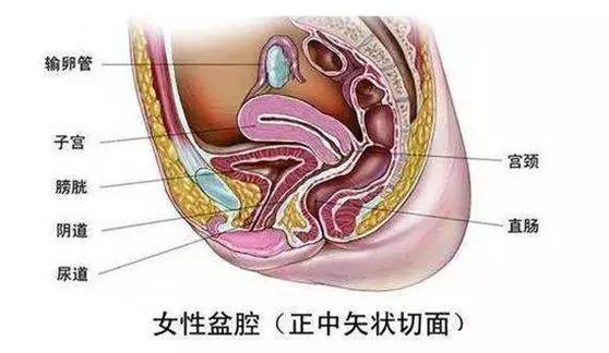 关于子宫最全的知识在这里,关于卫生巾的你了解多少