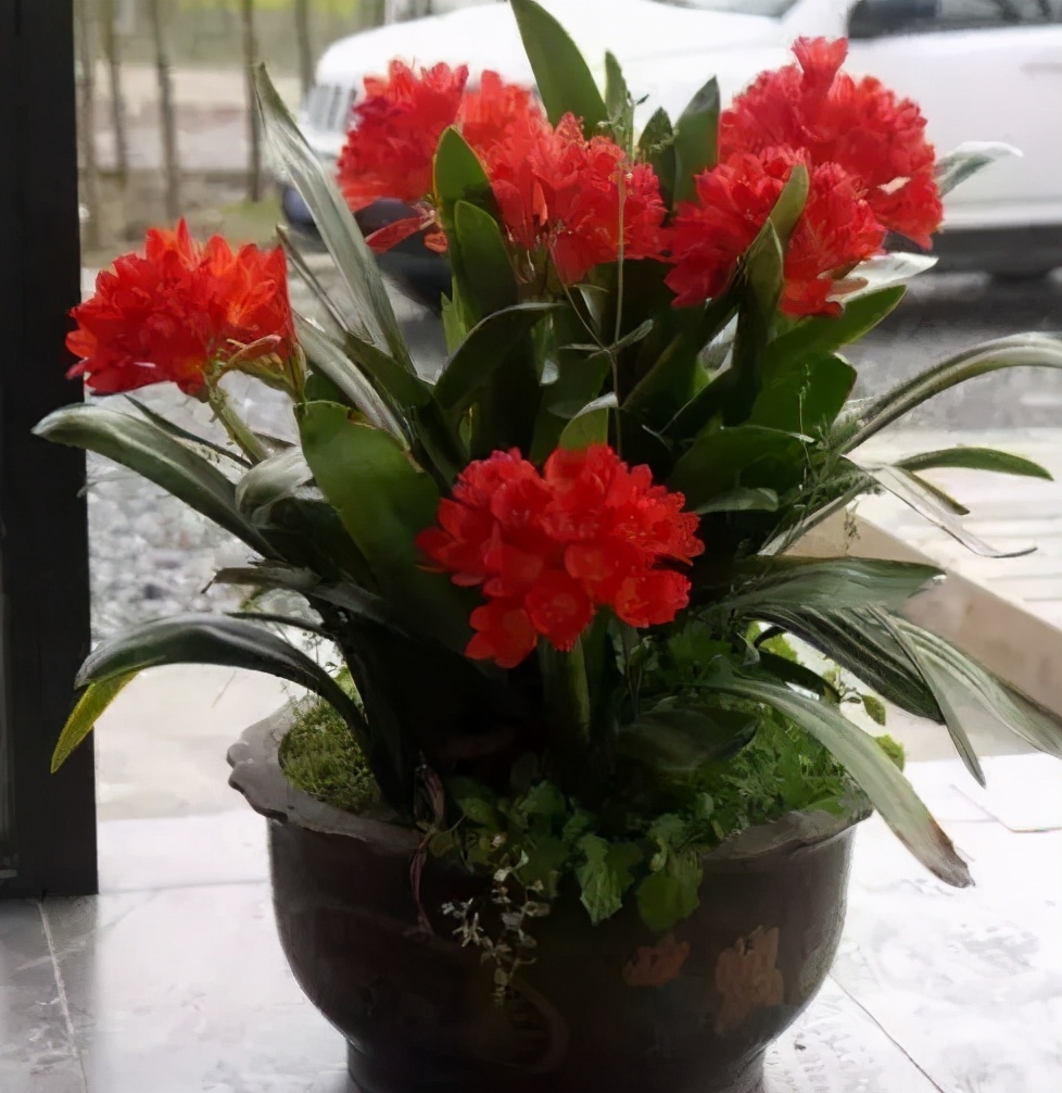 吸甲醛最好的植物花卉是哪几种,家养吸甲醛什么绿植最好