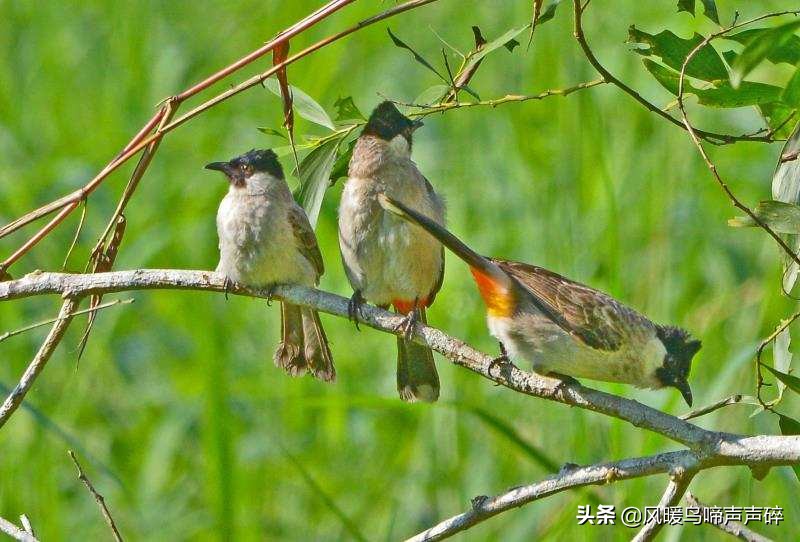 超模推荐的内衣,超模推荐内衣