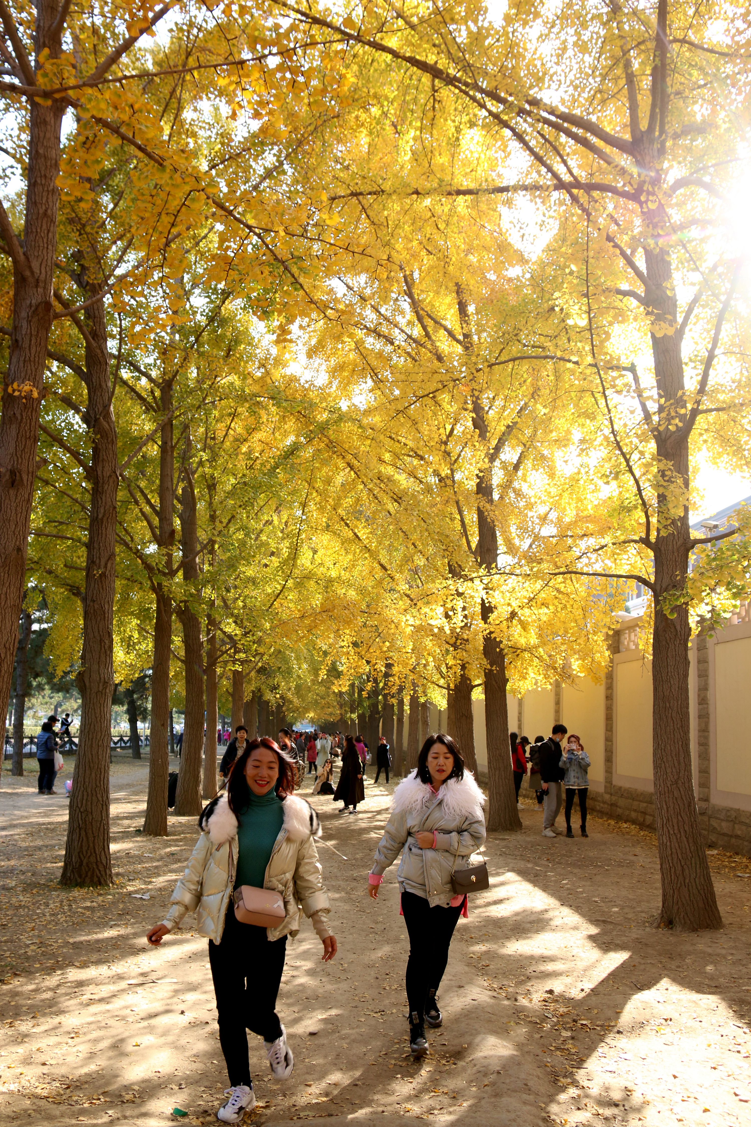 北京钓鱼台国宾馆银杏树大道,北京钓鱼台银杏大道图片
