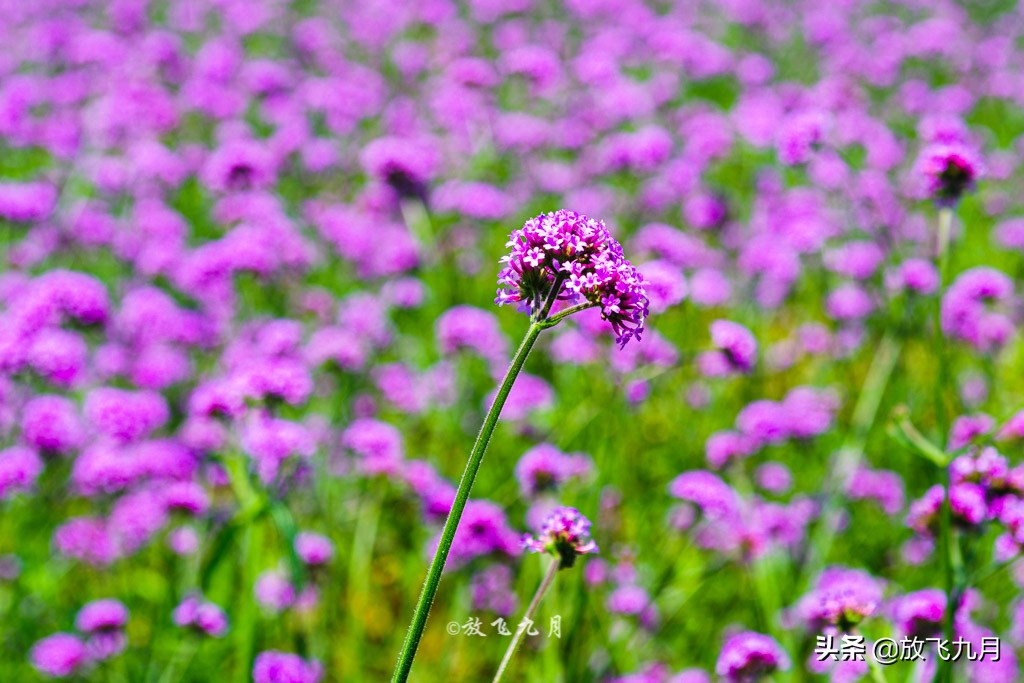 北京哪里有薰衣草花海景点,北京附近的六环外薰衣草花海