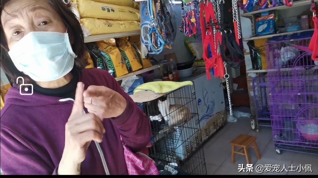 遇到流浪狗狗怎么办,遇到流浪狗有心无力