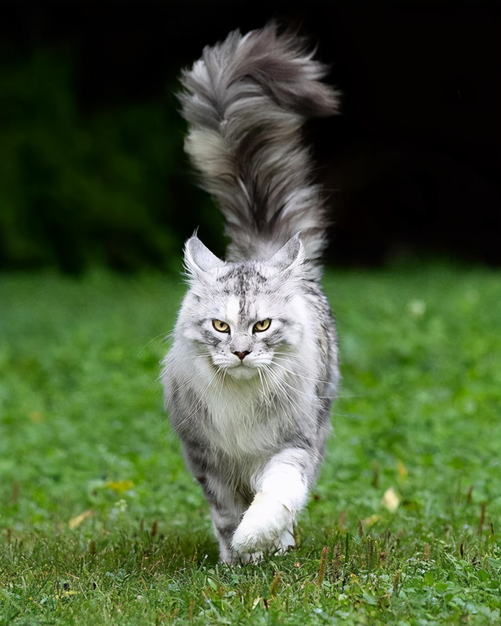 缅因猫拉屎有血,缅因猫拉屎怎么这么臭